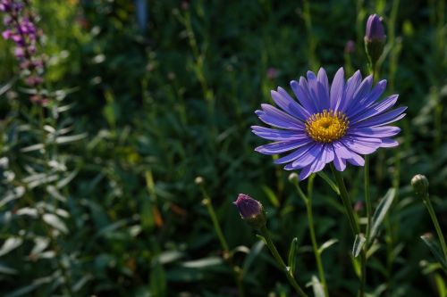 flowers nature plants