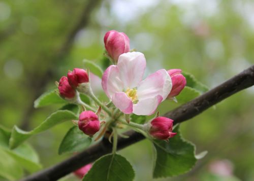 flowers bloom tree