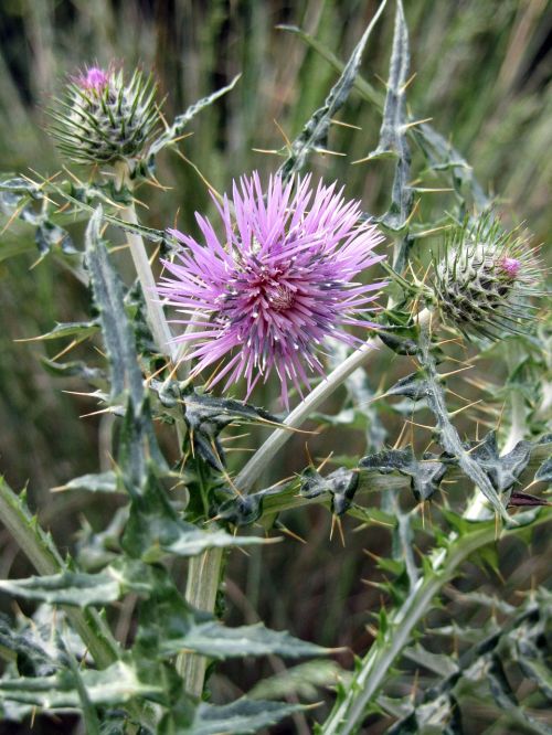 flowers thistles nature