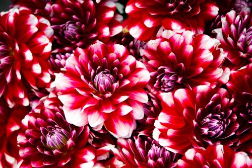 flowers red petals