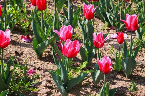 tulip flowers flower garden