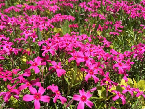 flowers pink spring