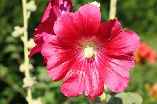 flowers nature garden