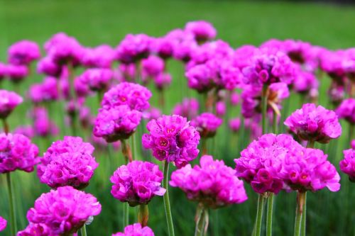 flowers pink purple