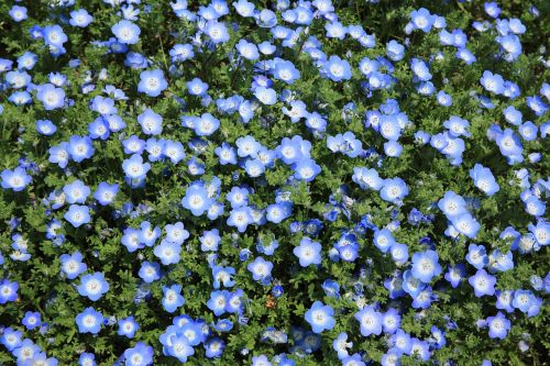 flowers growing blue