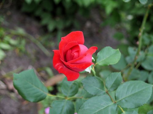 red rose flowers rose