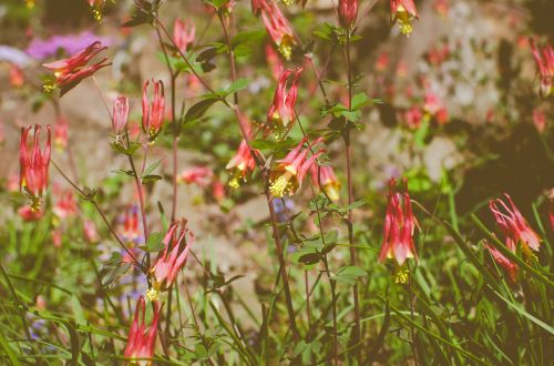 flowers red garden