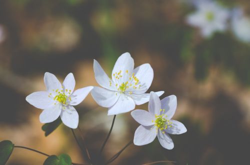 flowers wild spring