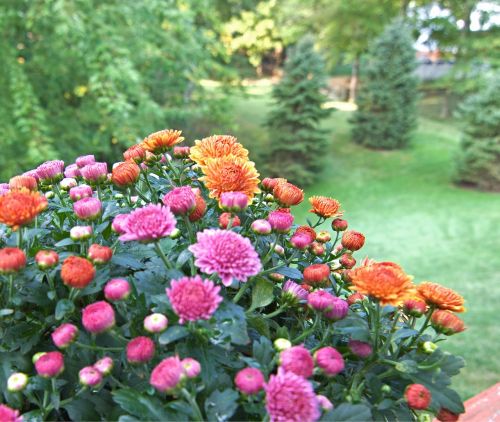 flowers chrysanthemum fall