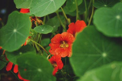 flowers garden plants