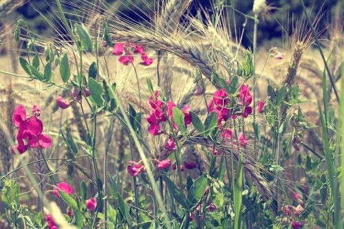 flowers plants nature