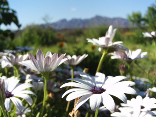 margaritas flowers white flowers