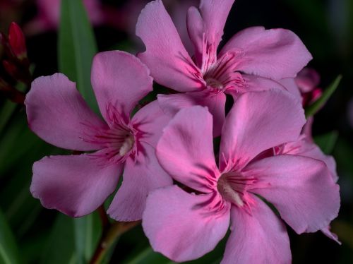 flowers macro oleander