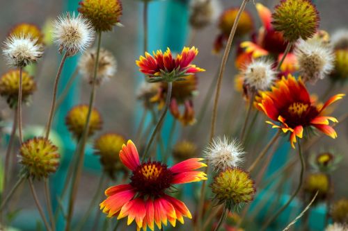 flowers garden colorful