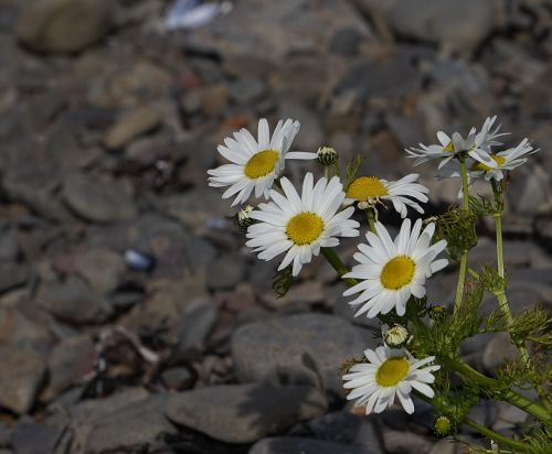 flowers plant wild flower