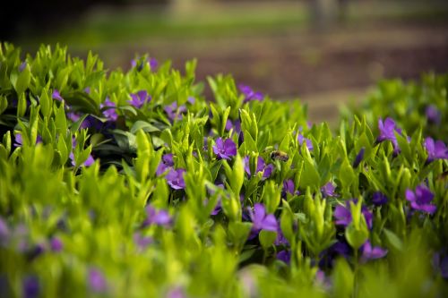 flowers grass meadow