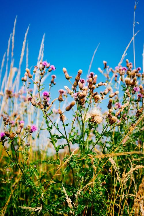 flowers meadow spring