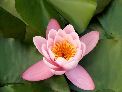 flowers water lily pink