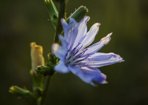 flowers nature summer