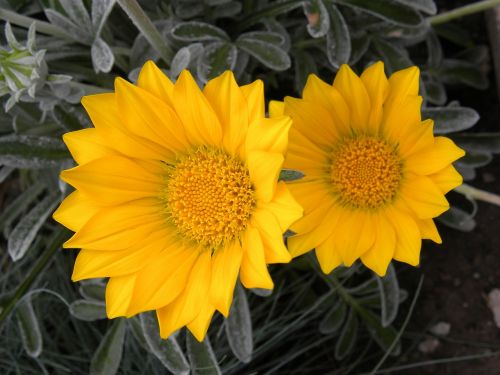 flowers close-up garden