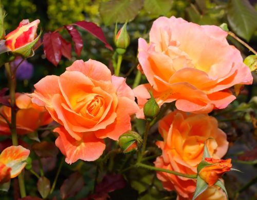 flowers roses orange