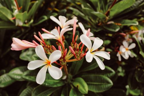 flowers green white