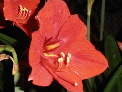 lily flowers red