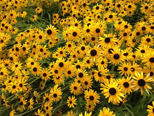 flowers field of flowers yellow flowers