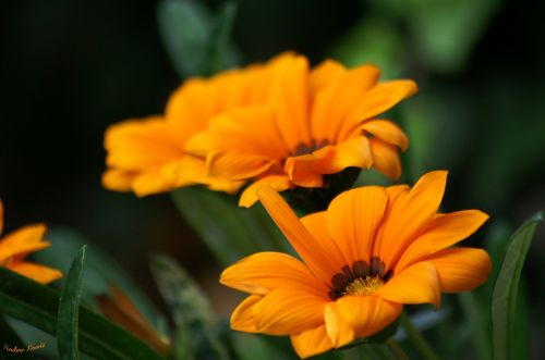 flowers nature orange