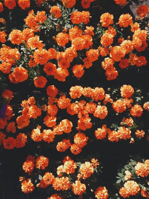 flowers orange blossom