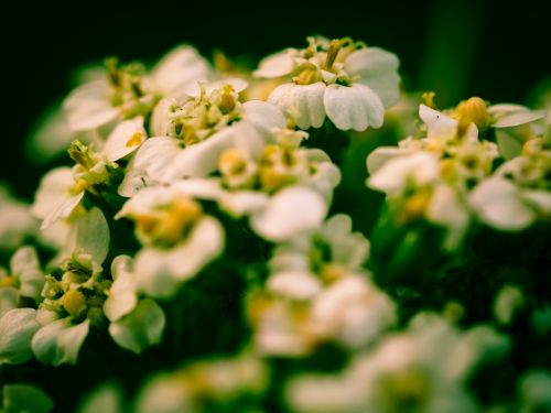 flowers nature white