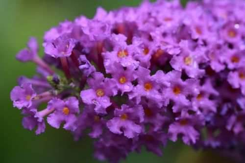 flowers purple macro