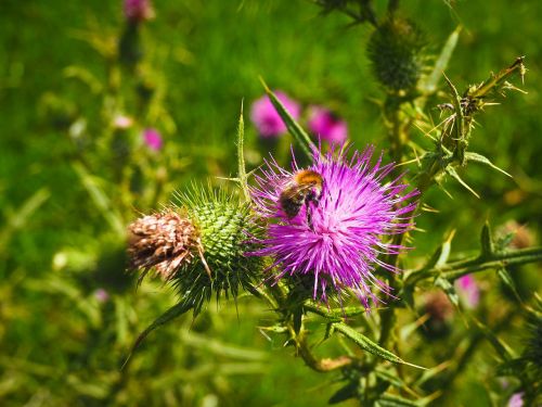 flowers bee blossom