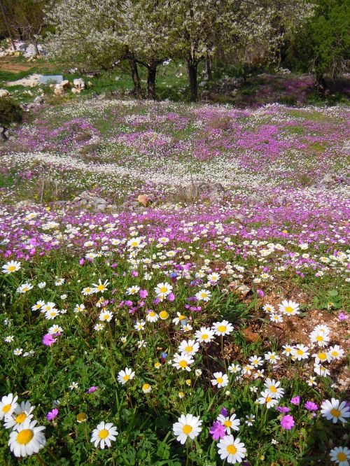 flowers corfu spring