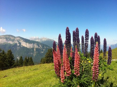 flowers haute-savoie alps