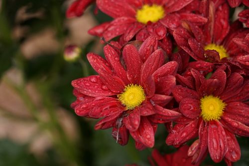 flowers raindrop close