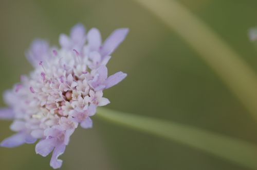 flowers purple purple flower