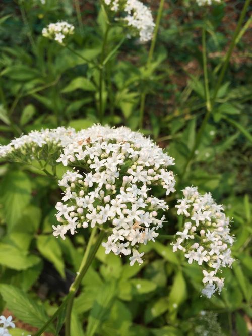 flowers plants nature