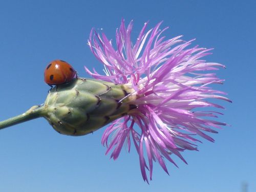 flowers ladybug insects