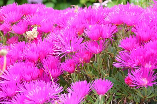 flowers nature flowerbed