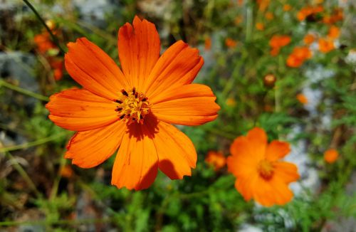 flowers cosmos flower garden