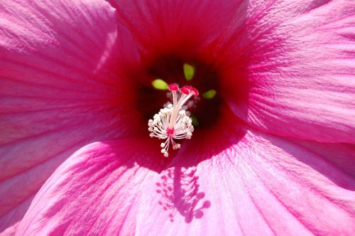 flowers garden flora