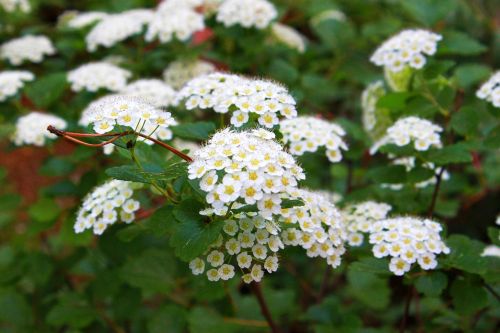 flowers plants nature