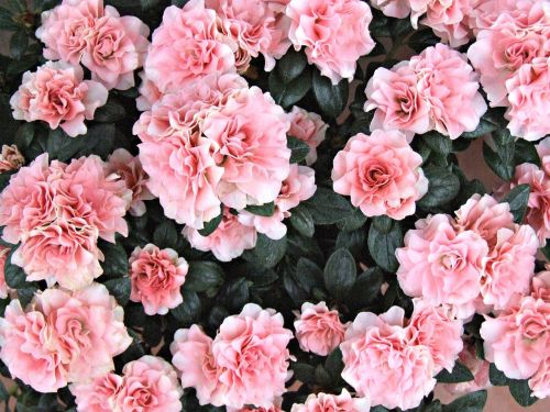 flowers azalea pink flowers