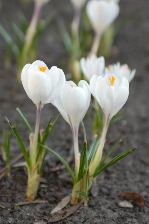 flowers plant spring