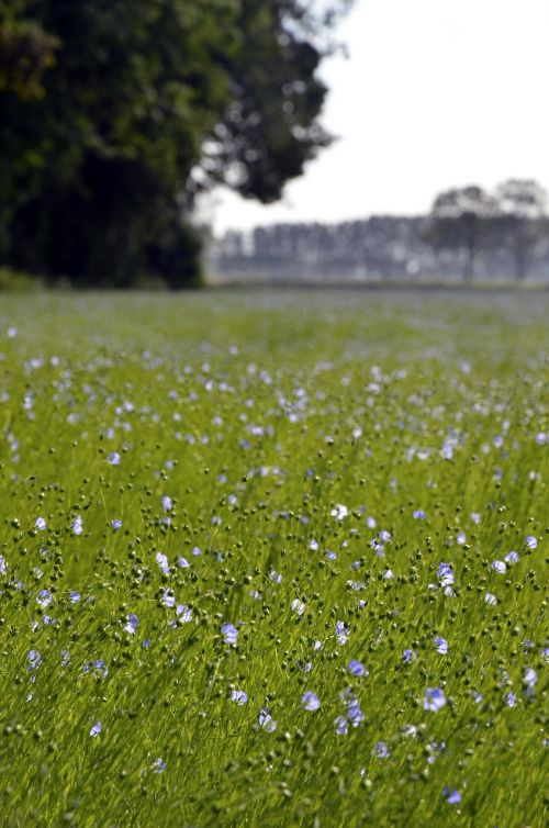 flowers field of flowers nature