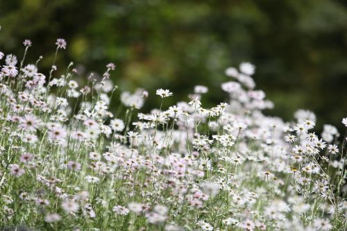 flowers nature forest