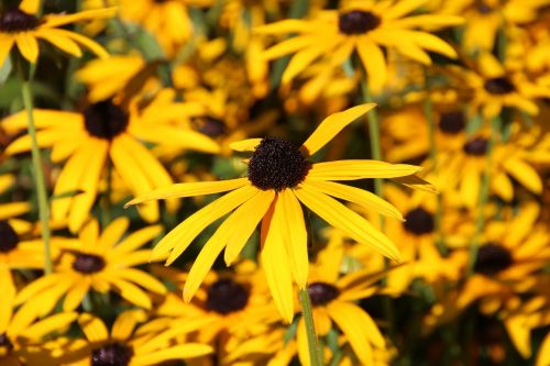 flowers yellow yellow flower