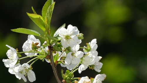 flowers spring nature