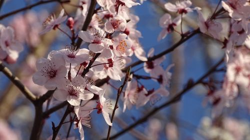 cherry blossoms flowers spring